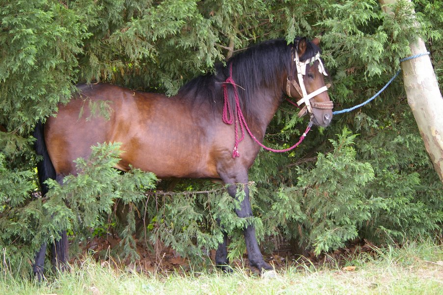 Les chevaux marocains: Les Chevaux Marocains 054